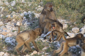 Fototapeta na wymiar Baboon monkeys savanna africa mammal