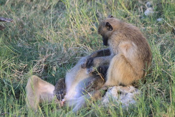 Baboon monkeys savanna africa mammal