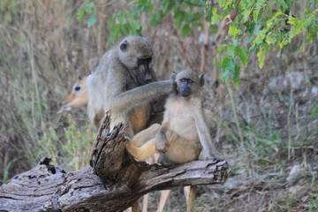 Baboon monkeys savanna africa mammal
