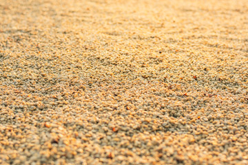 Fresh coffee and black coffee beans that are dried before being roasted in the sunset