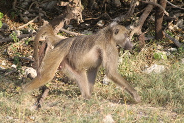 Baboon monkeys savanna africa mammal