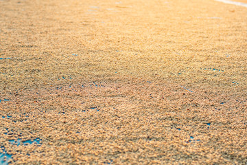 Fresh coffee and black coffee beans that are dried before being roasted in the sunset
