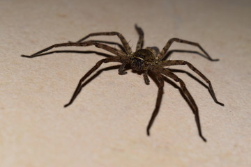 Scary and dangerous spider laying on the floor and looking at the camera lens. Nightmare of many people.