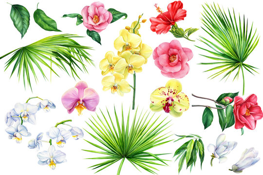 set of tropical flowers orchids, camellia, hibiscus, magnolia, green palm leaves on an isolated white background, watercolor illustration, floral design, botanical painting