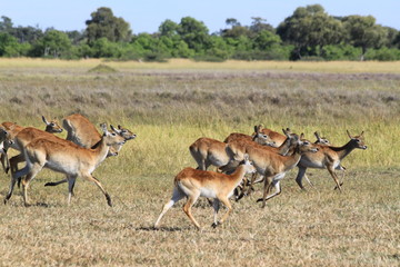 Gazelle and antelope group in the bush
