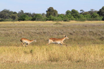 Naklejka premium Gazelle and antelope group in the bush