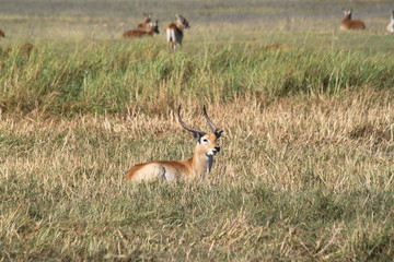 Gazelle and antelope group in the bush