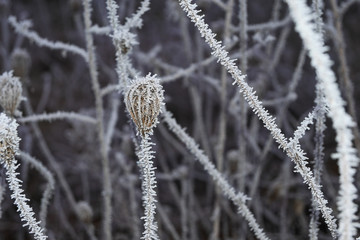 Dried flowers in a meadow in white hoarfrost. Magic photo of hoarfrost in plants.  white 