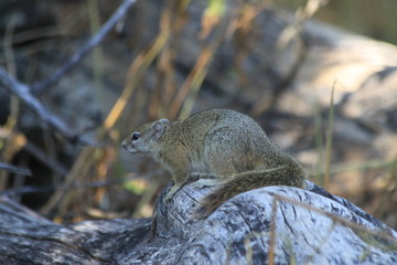 Cute squirrel creature in the bush