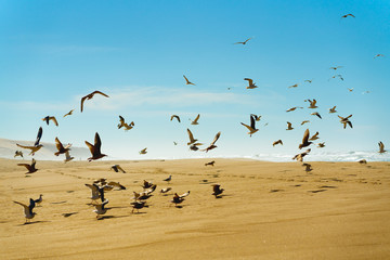 Flock of birds on the beach, California coastline