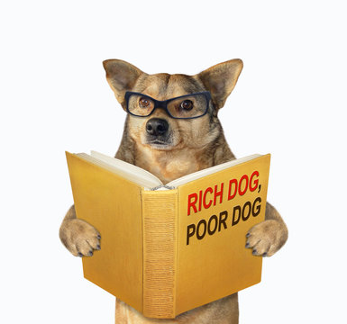 The beige dog in glasses is reading a book called rich dog, poor dog. White background. Isolated.