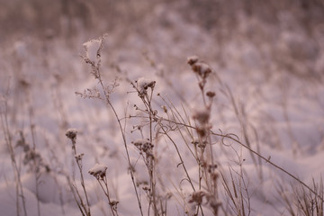 Frosty morning in the winter forest. Spikelets and blades of grass in hoarfrost on the background of a snowy field and forest.