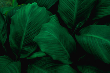 leaves of Spathiphyllum cannifolium, abstract green texture, nature background, tropical leaf