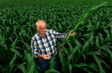 Senior farmer standing in corn field examining crop root in his hands.