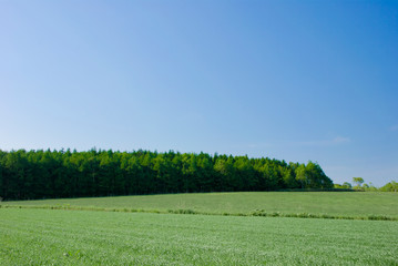 森と青空と緑の大地