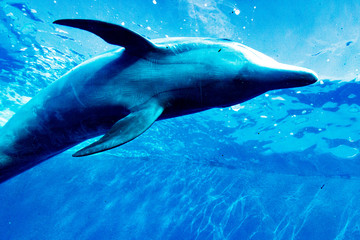 Obraz premium Dolphin