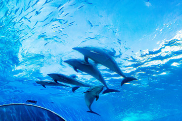Dolphin