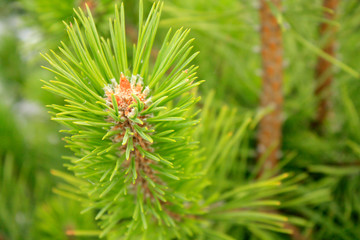 Naklejka na ściany i meble Young fresh Pine branch macro in the forest.