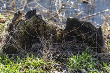  Broken tree, stump, rotting wood