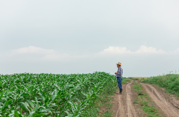 Portrait of senior farmer standing in corn field examining crop.