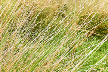 Close-up of long bright yellow colored uncultivated grass, with blurred grass as background, located near the Chilco River in British Columbia, Canada