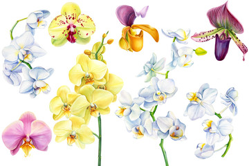 set of orchid flowers on an isolated white background, watercolor illustration,  tropical floral clipart, botanical painting, pink, white and light yellow orchid, venus slipper, phalaenopsis
