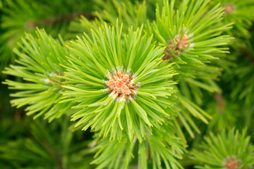 Young fresh Pine branch macro in the forest.