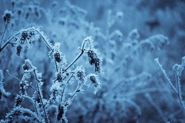 Flower in hoarfrost in winter on a meadow. Dried flower in winter tinge 