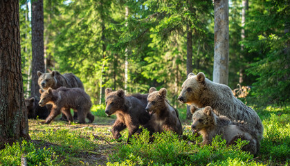 She-bear and Cubs in the summer forest. Brown bear, Scientific name: Ursus Arctos Arctos. Natural habitat.