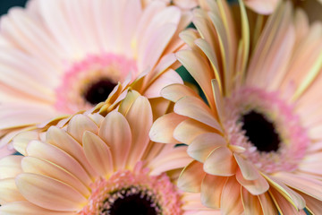 Close-up highlighting the beautiful details gerbera. floral letter illustration, event invites,...