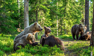 She-bear and Cubs in the summer forest. Brown bear, Scientific name: Ursus Arctos Arctos. Natural habitat. © Uryadnikov Sergey