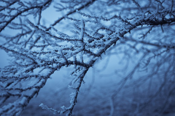 Tree branches in hoarfrost  in winter. Tree branches with icing 