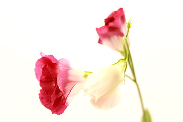 Japanese rose isolated on white background.