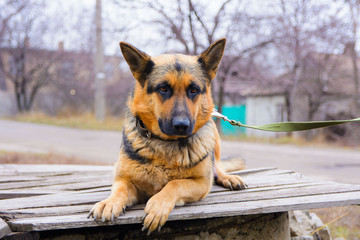 Funny portrait of a cute girl shepherd. The new beloved family member the dog barks at home and...