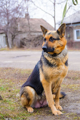 Funny portrait of a cute girl shepherd. The new beloved family member the dog barks at home and waits