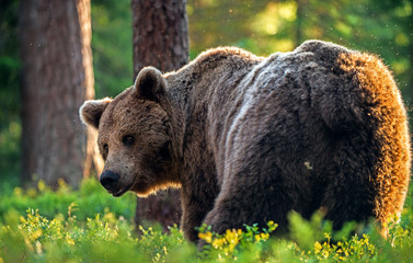 Big Adult Brown bear in the summer forest. Scientific name: Ursus arctos. Natural habitat.