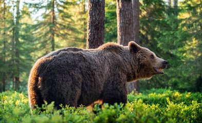 Big Adult Brown bear in the summer forest. Scientific name: Ursus arctos. Natural habitat.