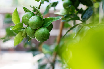 The kaffir lime tree is dense. Fresh bergamot fruits on bergamot tree. The result is a sphere.