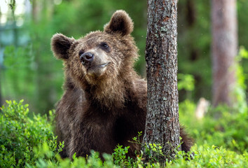 Cub of Brown Bear in the summer forest. front view, close up. Natural habitat. Scientific name: Ursus arctos.