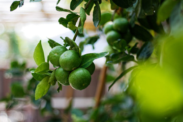 The kaffir lime tree is dense. Fresh bergamot fruits on bergamot tree. The result is a sphere.
