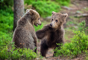 Naklejka na ściany i meble Brown Bear Cubs playfully fighting in summer forest. Scientific name: Ursus Arctos Arctos. Natural habitat.