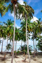 Obraz na płótnie Canvas Green fresh bright coconut top palm leaves