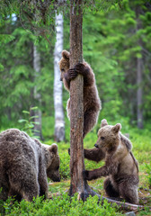 She-bear and bear cubs in the summer pine forest.  Summer season, Natural Habitat. Brown bear, scientific name: Ursus arctos.