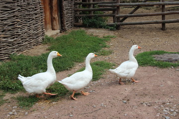 gooses on a farm