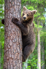 Obraz premium Brown bear cub climb on a pine tree. Green natural background. Natural habitat. Summer forest. Scientific name: Ursus arctos.