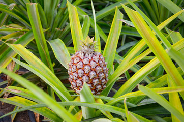 Single ripe pineapple surrounded by green and yellow partly blurred leaves. Pineapple farm....