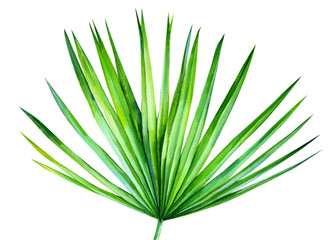 palm leaves, on an isolated white background, watercolor illustration