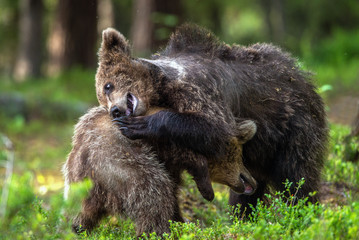 Obraz premium Brown Bear Cubs playfully fighting in summer forest. Scientific name: Ursus Arctos Arctos. Natural habitat.