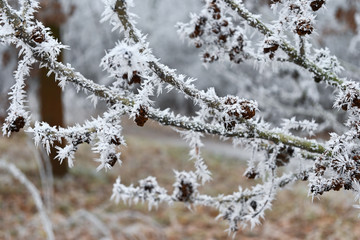 Tree branches and small cones in hoarfrost 