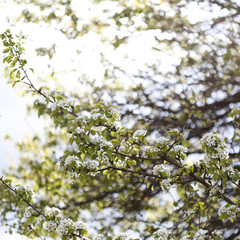 Spring flowering of fruit trees: wild pear.